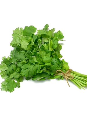 Cilantro