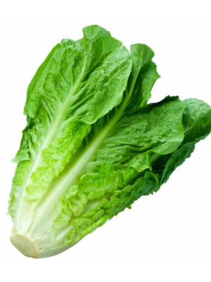 Lechuga costina