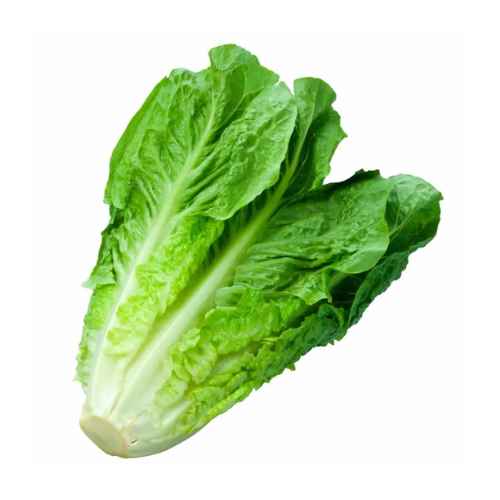 Lechuga costina