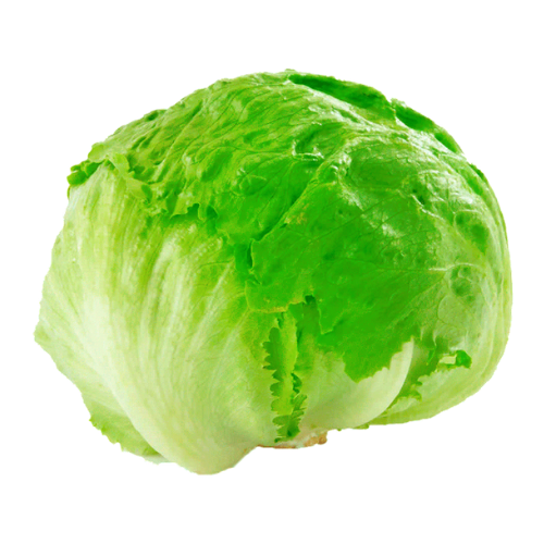 Lechuga escarola